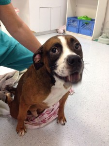 Despite all he's been through, Rocky is a happy dog. He's in the care of the Coastal Boxer rescue and their vet.