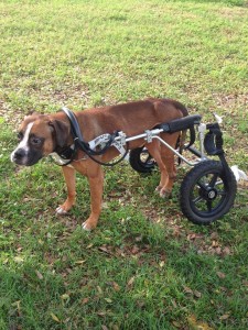 Rocky has no use of his back legs but does get around well with his wheels.