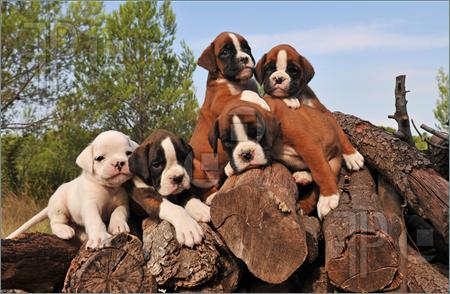 how to buy a boxer puppy