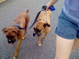 Boxer Dog Leash