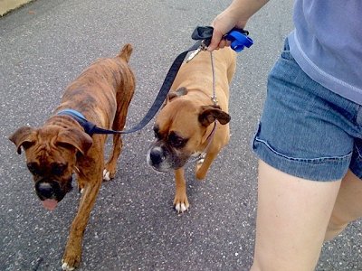 Boxer Dog Leash