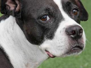 boxer rescue