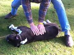 cpr for dogs