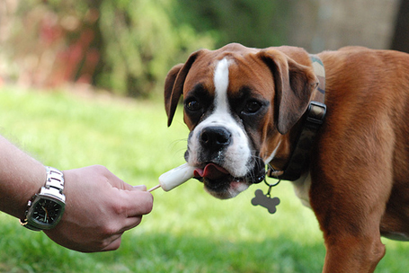 Organic dog treat