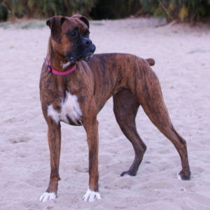 Bridle Boxer with dark maskBridle Boxer with dark mask