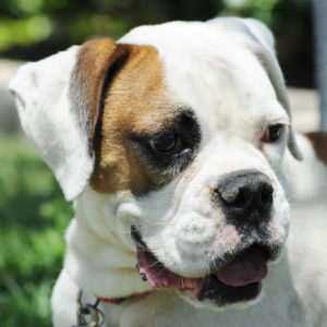 White Boxer with a check marking