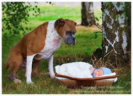 Introduce dog to your baby