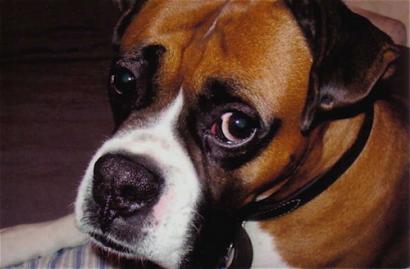 dog healing power