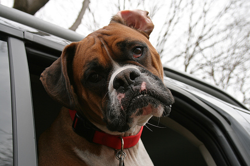 signs of heat stroke in dogs