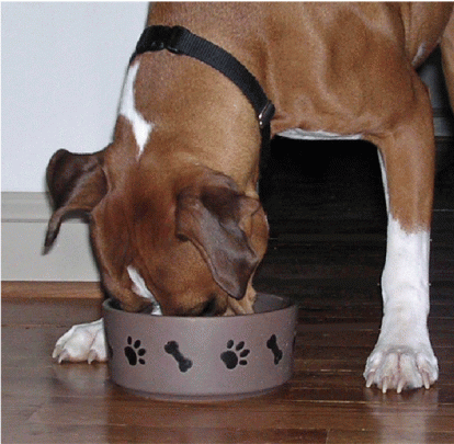 homemade dog food