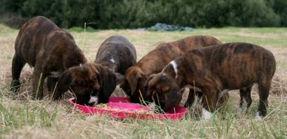 natural dog food