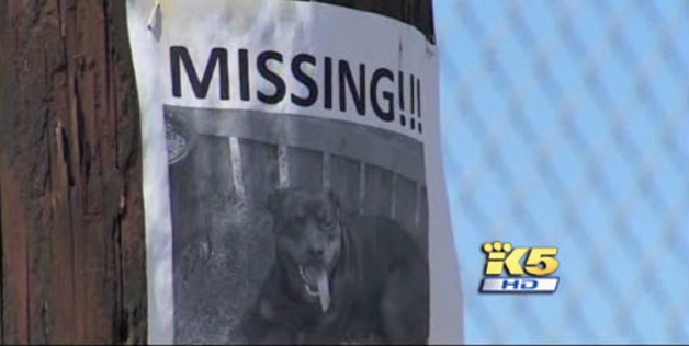 lost dog