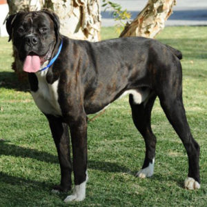 Reverse Brindle BoxerReverse Brindle Boxer