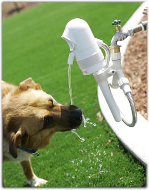 dog drinking water