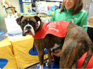 dog therapy