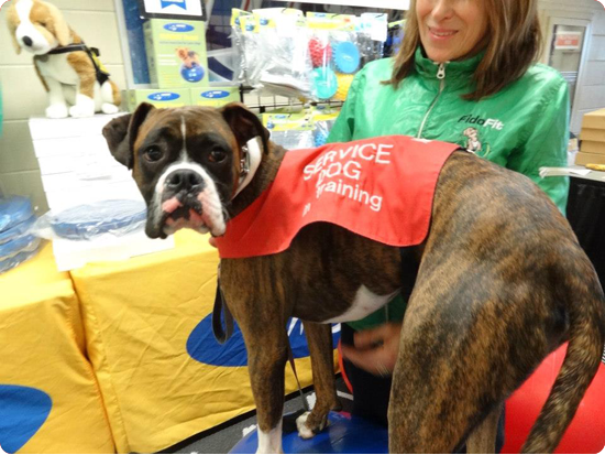 dog therapy
