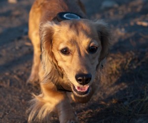 dogs detects cancer