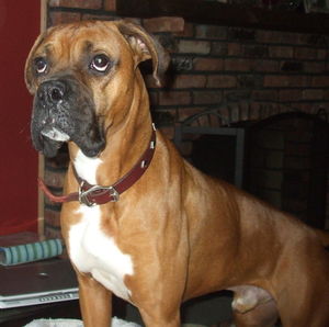 Rainbow Bridge Boxers
