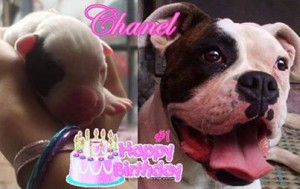 bday
