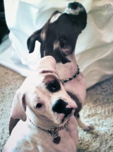 boxer wedding7