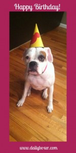 daisybday
