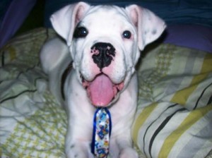 white pup