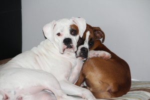 www.thedailyboxer.com
