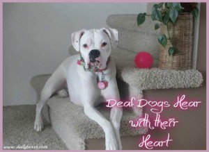deaf dogs hear with their heart collage
