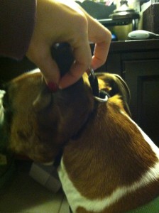 www.thedailyboxer.com
