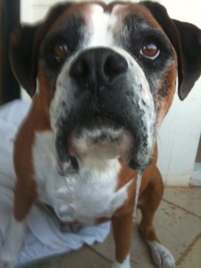 Bella posted by Joann on www.facebook.com/mydailyboxer
