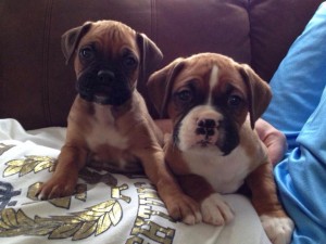 Ruger and Tuck -posted to www.facebook.com/mydailyboxer by Jared