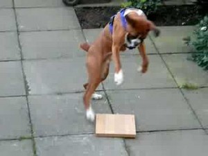 boxer puppy and wood