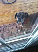 Posted by Dawn on www.facebook.com/mydailyboxer