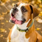 8 year old Cooper during his fall family photo shoot