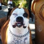 cesar 911