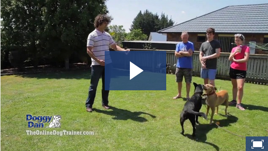 stop dog from pulling on leash