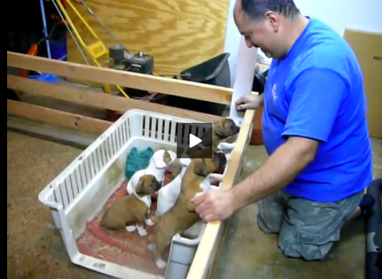 man sings puppies to sleep