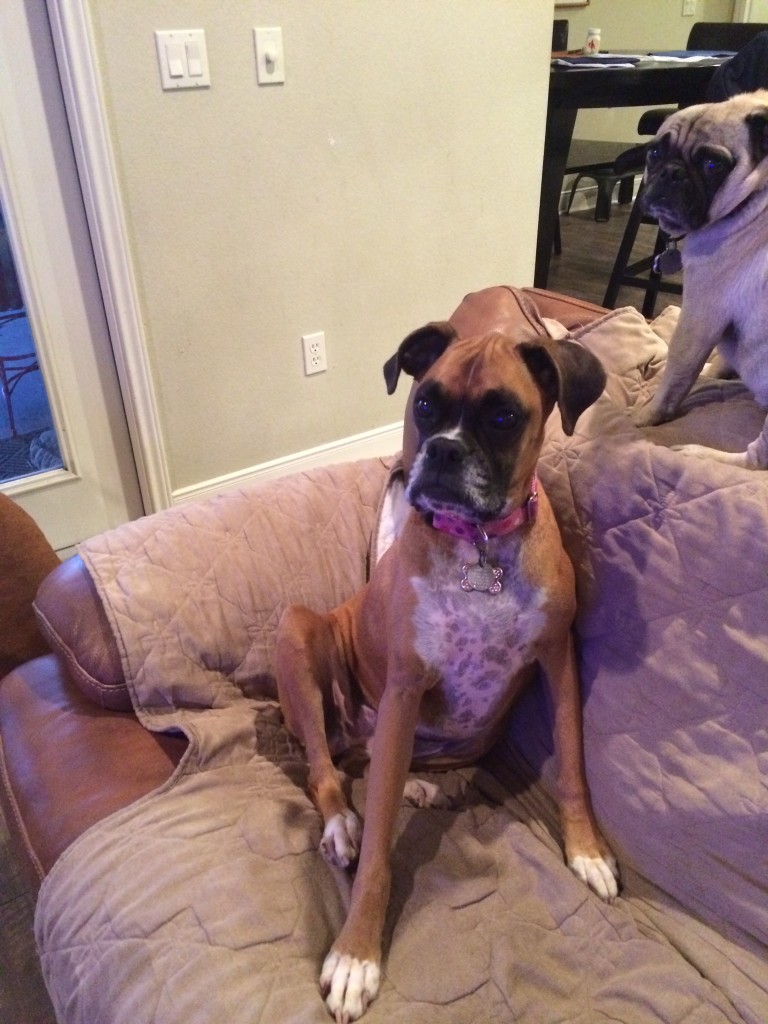 boxer belle