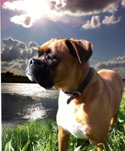 Outdoor hazards for dogs