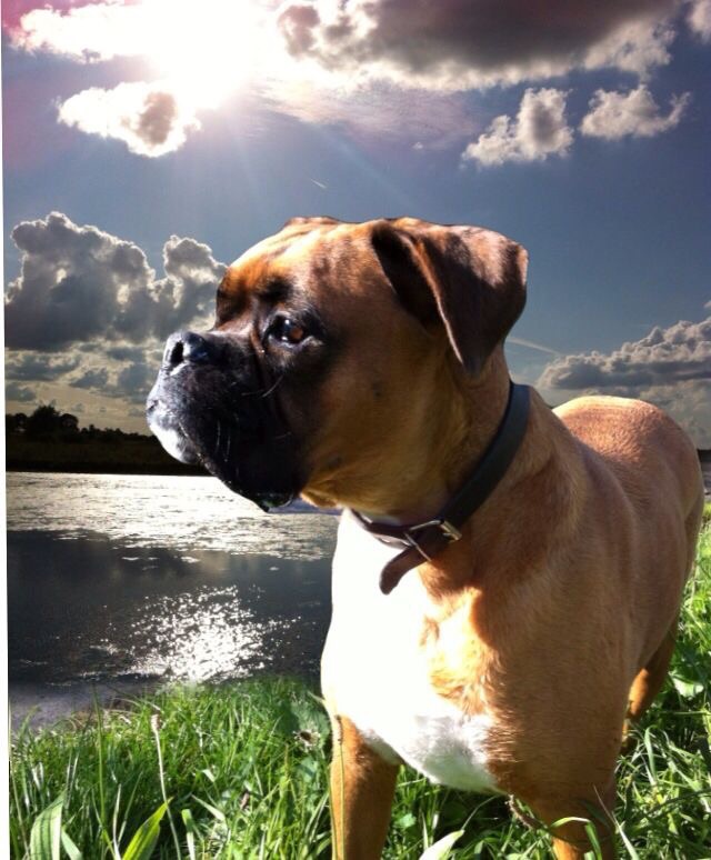 Outdoor hazards for dogs